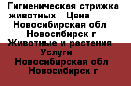 Гигиеническая стрижка животных › Цена ­ 700 - Новосибирская обл., Новосибирск г. Животные и растения » Услуги   . Новосибирская обл.,Новосибирск г.